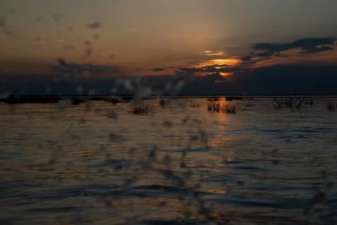 Sunset grass on river sunset landscape. Stock Photos