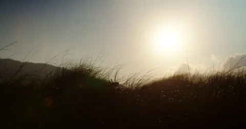 Sunset in the Grass at the Seaside Stock Footage 247336714