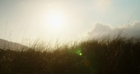 Sunset in the Grass at Shore Stock Footage 247336750