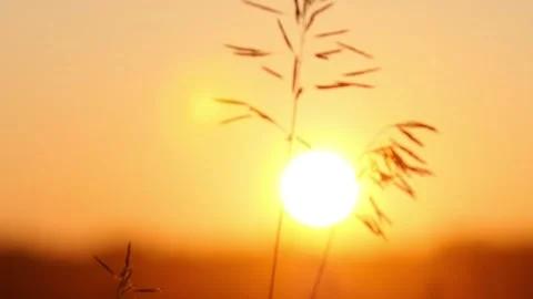 Sunset Grass Silhouette. Stock-Footage 306652445