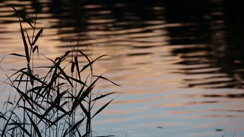 Sunset Grass Silhouettes Stock Footage 79738075