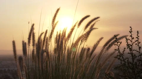 Sunset Grass in Slow Motion 1080p Stock Footage