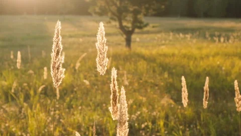 Sunset grass slow motion Stock Footage 115056723