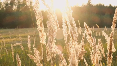Sunset grass slow motion Stock Footage 115056764