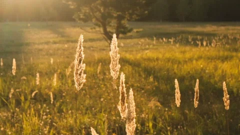 Sunset grass slow motion Stock Footage 115056863