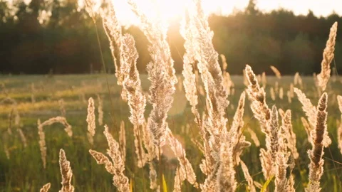 Sunset grass slow motion Stock Footage 115057018