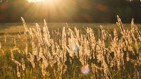 Sunset grass slow motion Stock Footage 115057069