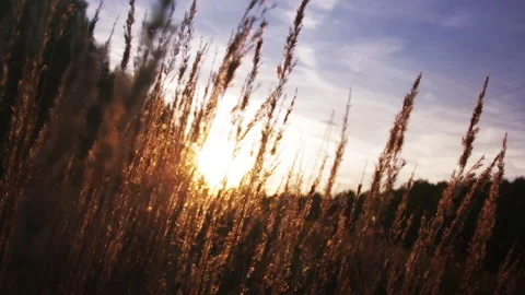Sunset Grass, Summer Nature Video Background Stock Footage 137573735