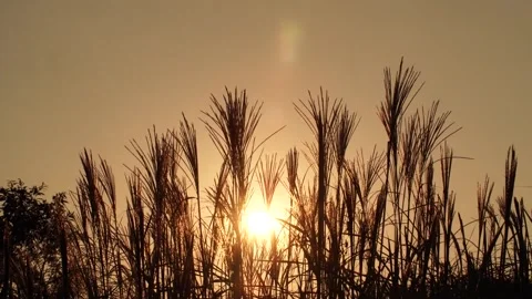 Sunset in the grass, wheat field at sunset Видео 310345806