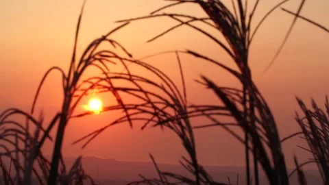 Sunset in the grass, wheat field at sunset Video stock 310345831