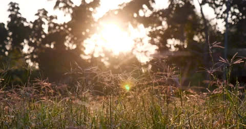 Sunset grass wind autumn meadow in countryside. Beautiful sunset golden grass Stockbeeldmateriaal 261786564