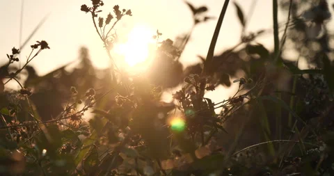 Sunset grass wind autumn meadow in countryside. Beautiful sunset golden grass 库存影片 261786610