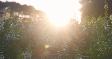 Sunset grass wind autumn meadow in countryside. Beautiful sunset golden grass Stock Footage 261787345