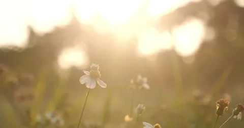 Sunset grass wind autumn meadow in countryside. Beautiful sunset golden grass Stock Footage 261787546