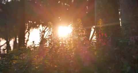 Sunset grass wind autumn meadow in countryside. Beautiful sunset golden grass Stock Footage 261788442