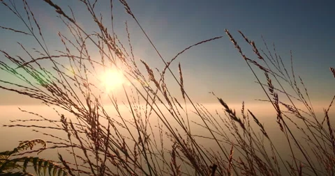 Sunset grass wind autumn meadow in countryside. Beautiful sunset golden grass Stockbeeldmateriaal 261788651