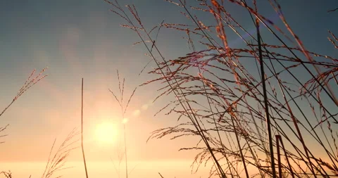 Sunset grass wind autumn meadow in countryside. Beautiful sunset golden grass 스톡 동영상 261788652