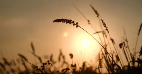 Sunset grass wind autumn meadow in countryside. Beautiful sunset golden grass 库存影片 261788844