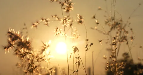 Sunset grass wind autumn meadow in countryside. Beautiful sunset golden grass Видео 261788852