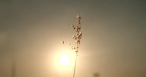 Sunset grass wind autumn meadow in countryside 動画素材 263018622