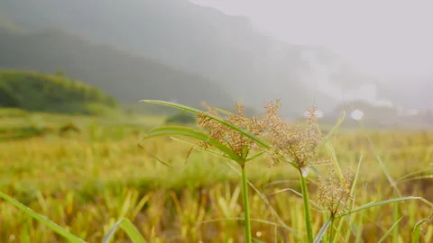 Sunset grass wind autumn meadow in countryside Stock Footage 274459690