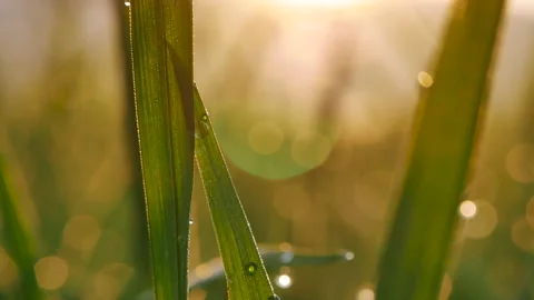 Sunset grass wind autumn meadow in countryside Video stock 274459767