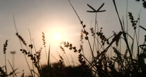 Sunset grass wind autumn meadow in countryside. Beautiful sunset golden grass Stock Footage 277556560
