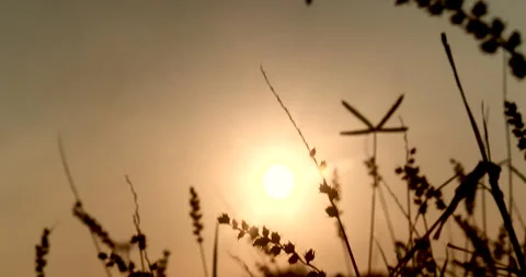 Sunset grass wind autumn meadow in countryside. Beautiful sunset golden grass Stock Footage 277556580