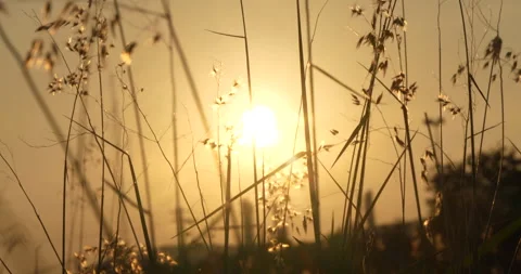 Sunset grass wind autumn meadow in countryside. Beautiful sunset golden grass Stock Footage 277556835