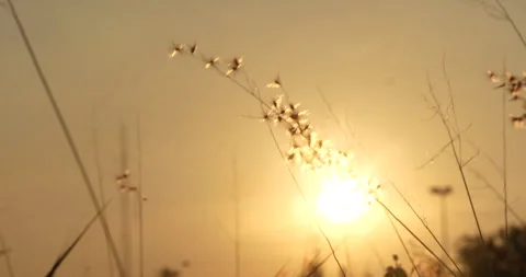 Sunset grass wind autumn meadow in countryside. Beautiful sunset golden grass Stock Footage 277556837