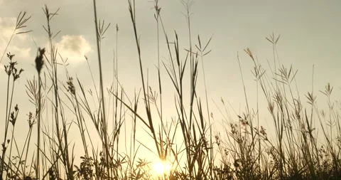 Sunset grass wind autumn meadow in countryside. Beautiful sunset golden grass Stock Footage 277556838
