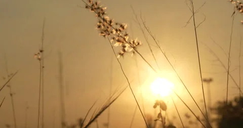 Sunset grass wind autumn meadow in countryside. Beautiful sunset golden grass Stock Footage 277556839