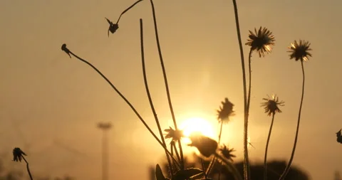 Sunset grass wind autumn meadow in countryside. Beautiful sunset golden grass Stock Footage 277556844