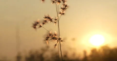 Sunset grass wind autumn meadow in countryside. Beautiful sunset golden grass Stock Footage 277557142