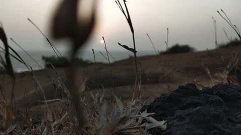 Sunset grass Wind ocean Video stock 151726048