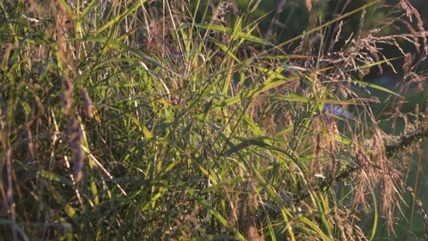 Sunset grass window 60fps Stock Footage 203950187