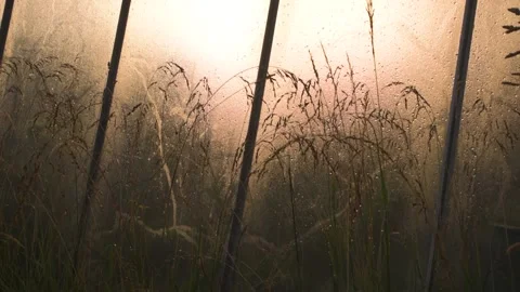 Sunset grass window 60fps Stock Footage 203950189