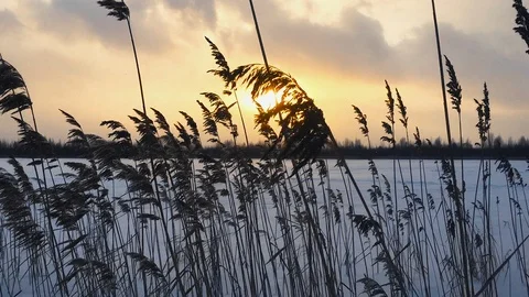 Sunset grass winter Stock Footage 101807873