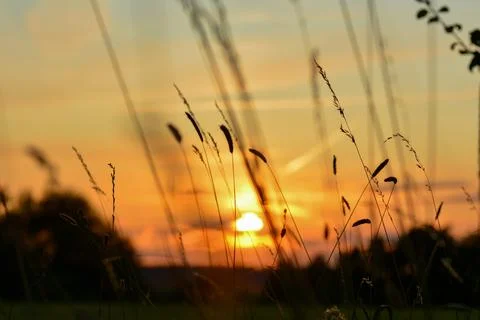 Sunset with grasses in the foreground Stock Photos