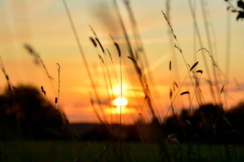 Sunset with grasses in the foreground Stock Photos