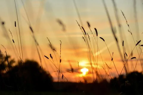 Sunset with grasses in the foreground Stock Photos