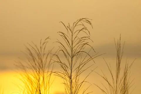 Sunset grasses Stock Photos