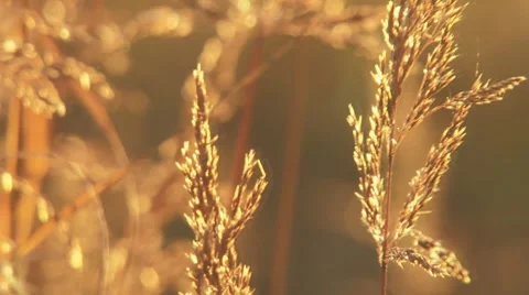 Sunset Grassfield Pan and Reverse Zoom Stock Footage 8688746