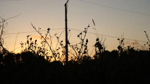Sunset in the grasslands Stock Footage 269339911