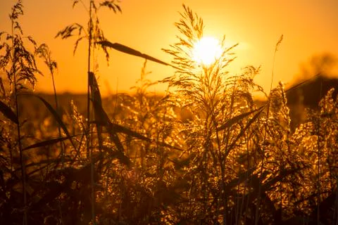 Sunset in a grassy field Stock Photos