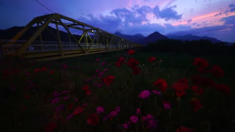 Sunset, the Great Ambition Bridge, and Poppies Video stock 330836046