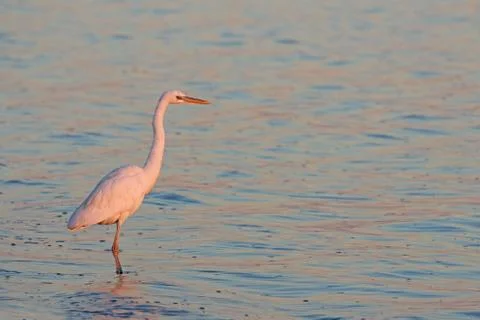 Sunset Great Egret Stock Photos