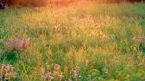 Sunset with green fields (2) Stock Footage 284446114