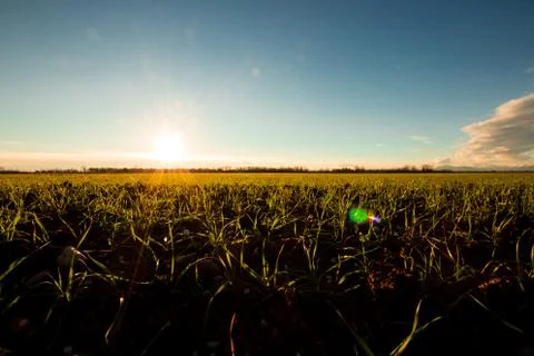 Sunset on the green fields Stock Photos
