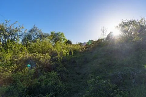 Sunset in green forest Stock Photos